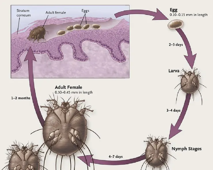 疥蟲生長期(資料來源:網路)