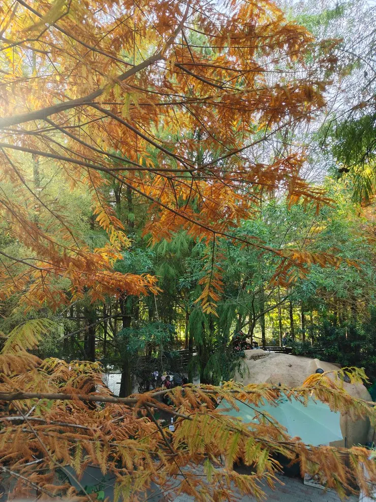 景觀高台上觀看落羽松