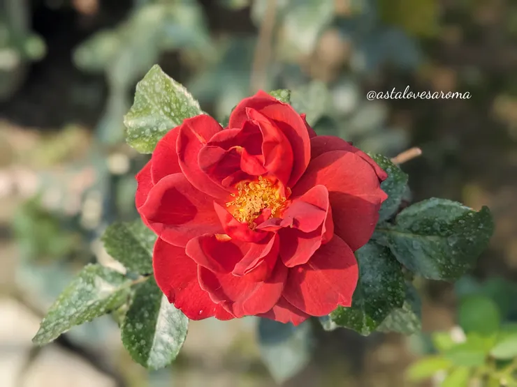 香氣高級的【熱可可】