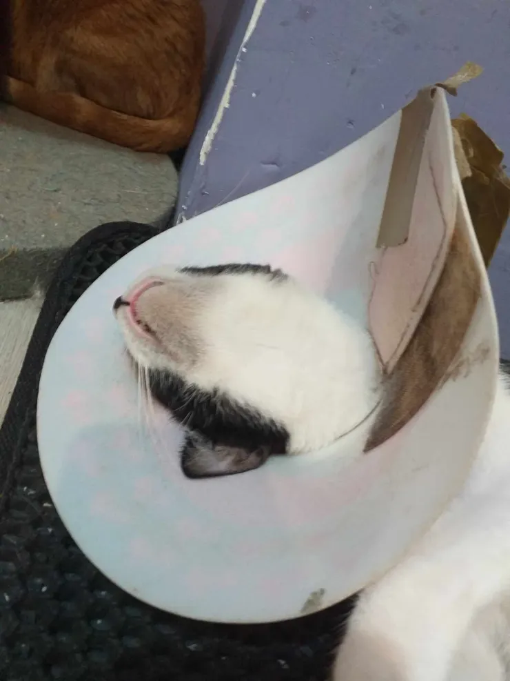 卯咪餐廳的卯咪 這樣也能睡阿WW