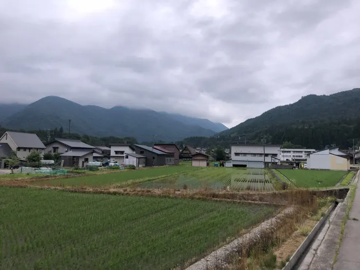 稻田景色