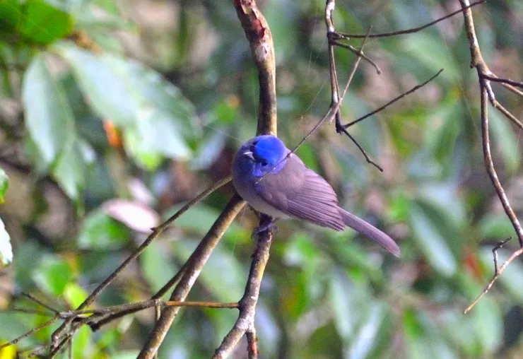 【共享每一個白天黑夜與這片山林 ，途中交會但覺人與物相親無猜嫌！黑枕藍鶲】