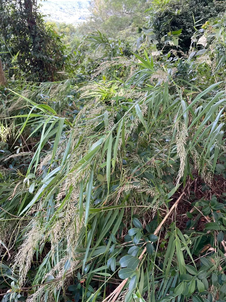 看似柔美的淡竹葉，一旦被纏上，就不好脫身