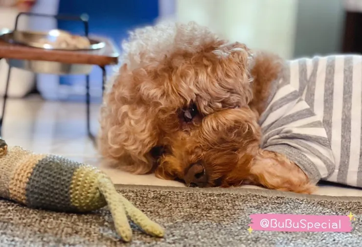 BUBU說,祂曾是德川家康時代,要求非常嚴格的小公子,爸爸說,這世牠的確連衣服料子都要挑,像個大爺一樣(BUBU爸爸提供)