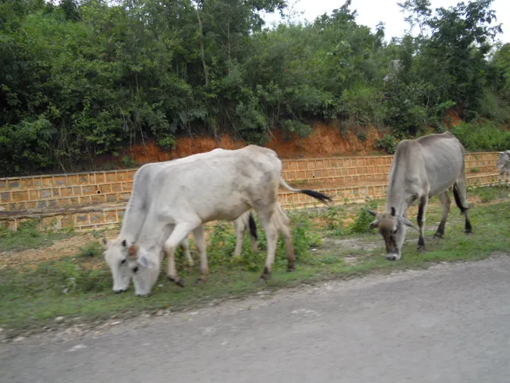路上隨處可見大型動物