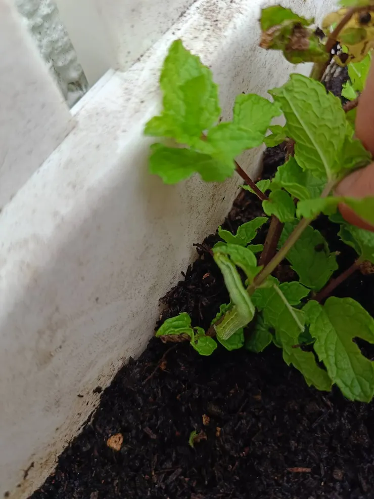 小小住客,我們和平相處吧!