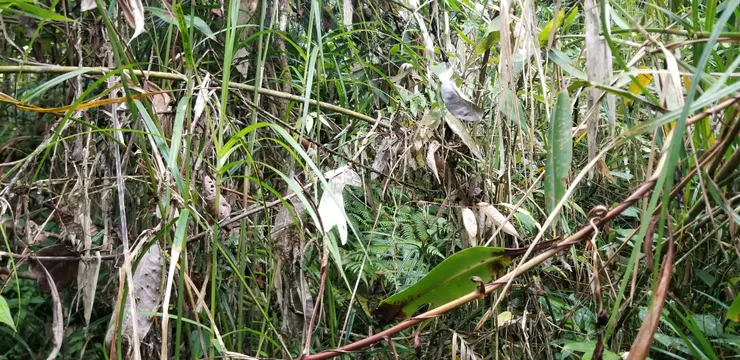 一堆堆密草，走的時候又要兼顧地面，又要兼顧有沒有水蛭爬上身上