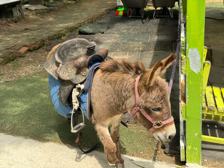 我有一隻小毛驢 走走又停停