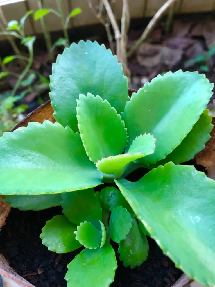 朋友給的蕾絲姑娘(長大後),已呈現綠色。