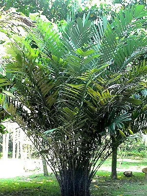 src