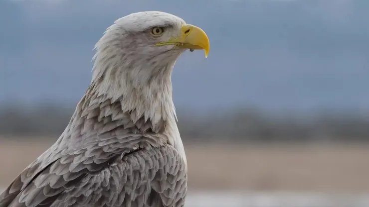 像這樣近距離拍到真是很難得