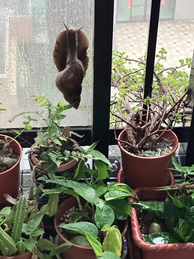 自由來去的蝸牛🐌不用綁牽繩，不用蹓躂，不會呱呱叫，不會吵到鄰居