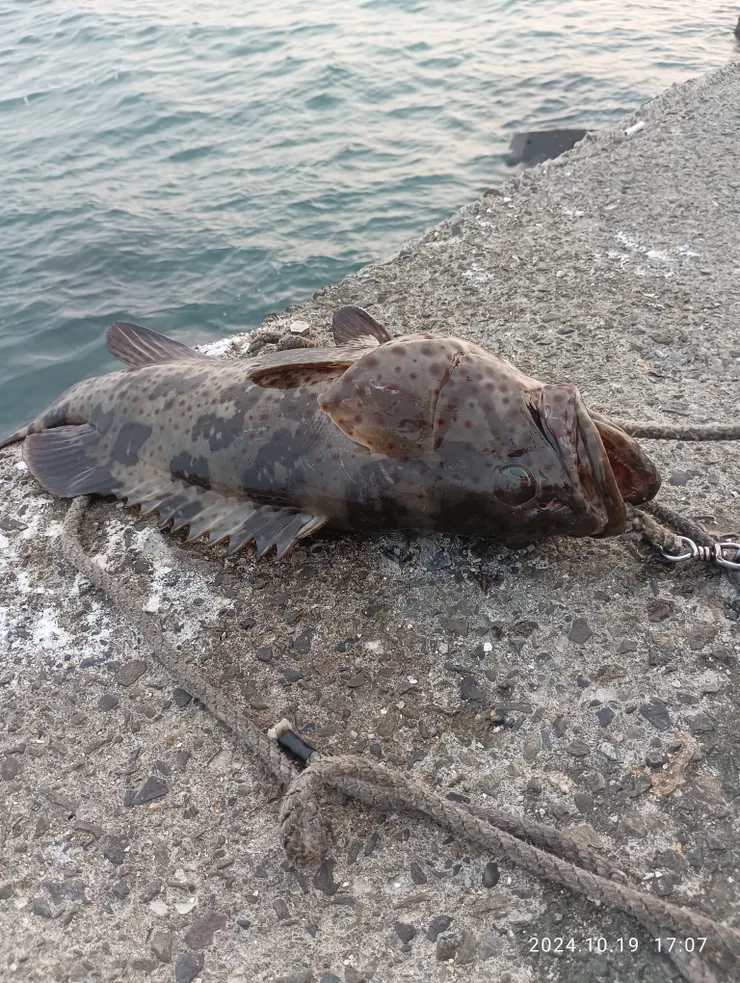 青洲海堤釣上的野生石斑（非我），自拍攝