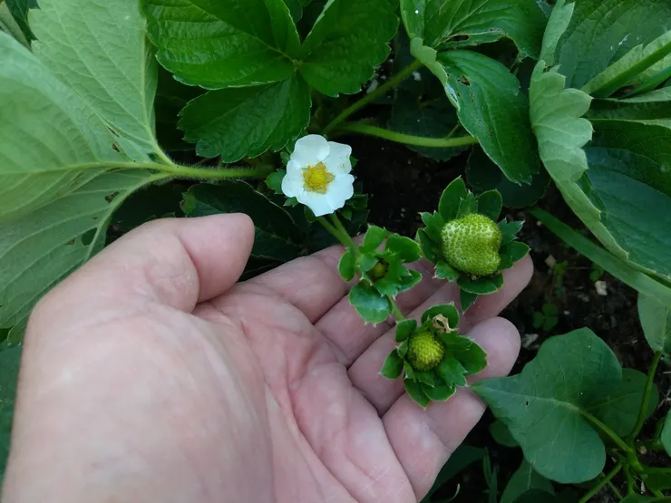 冬之美~草莓開花結果了