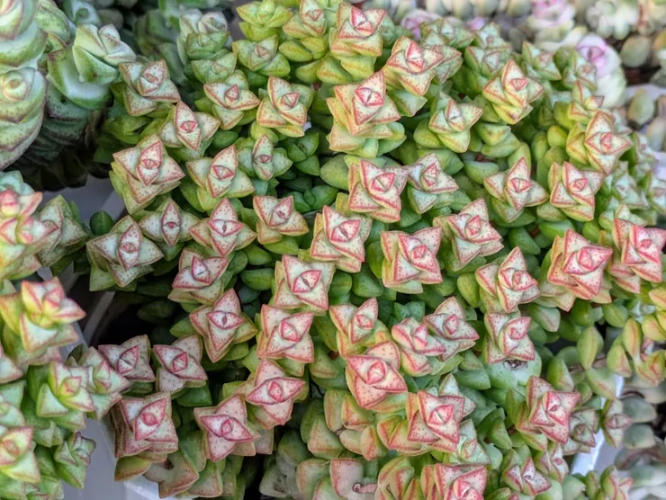 媽媽的多肉🥰🥰🥰💘