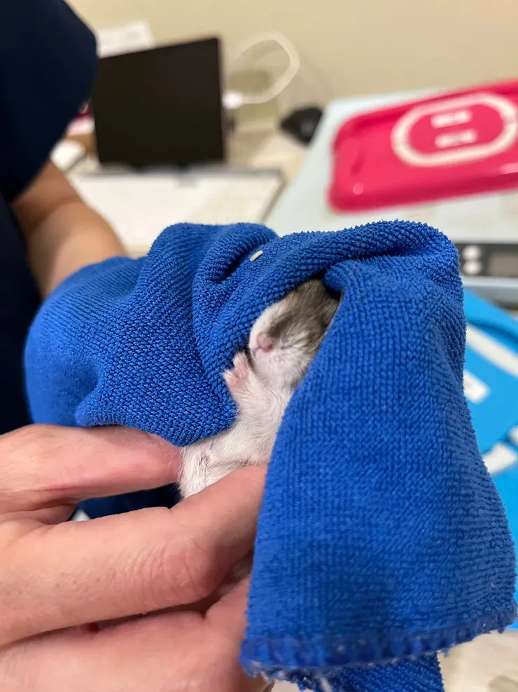 114/06/20寬麵觸診