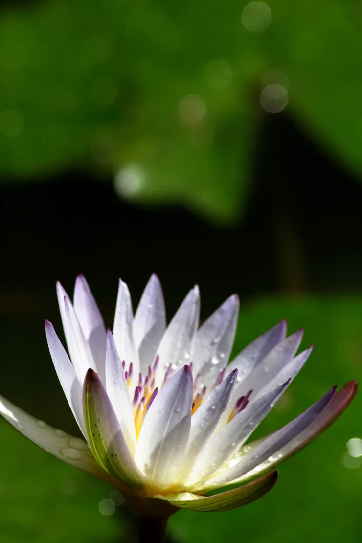 太硬的陽光，讓睡蓮失去了應有的姿態