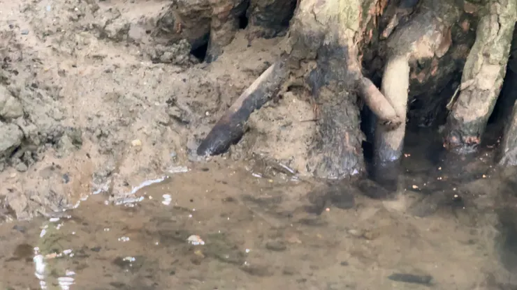 大家有看到彈塗魚嗎