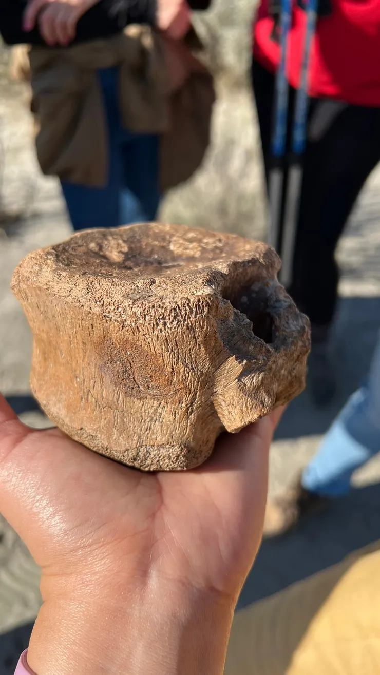 尖角龍的背骨幹，很重！