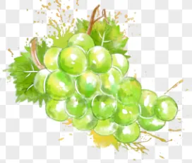 葡萄