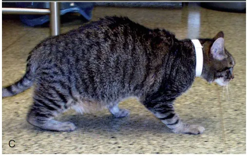 異常的步態，取自於Small animal internal medicaine 5th