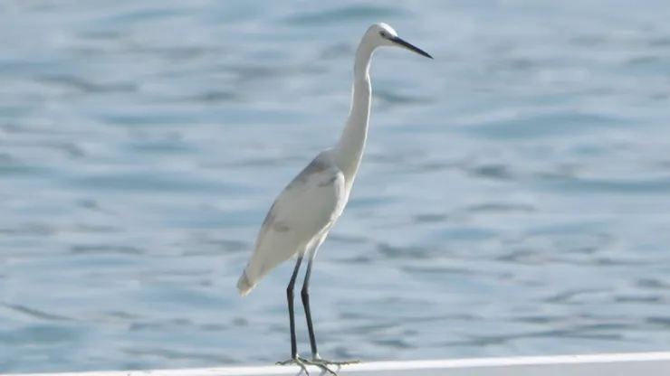 沾了一些灰色的小白鷺