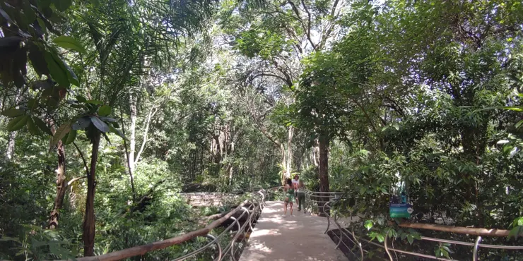 在巨網之下的叢林，叫聲彼此彼落，大部分的鳥賴會和遊客保持距離，悠哉的從樹陰間漫步，此時正是觀察巴西原生植物的好時機，身旁說明牌相當清楚