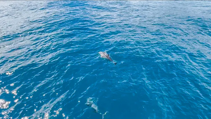 賞鯨之旅，不只是觀看，而是一次深入認識海洋的過程