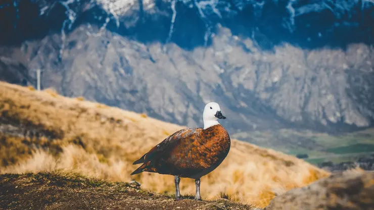 New Zealand — Deer Park Heights Queenstown
