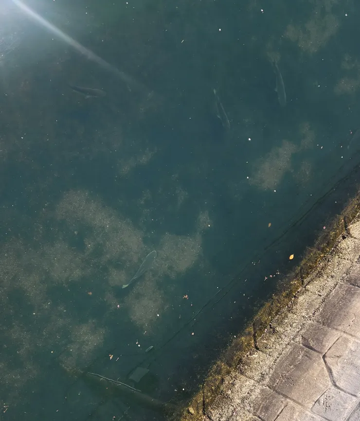 土居川裡很多這種魚，我查了查，很有可能是外來種的草魚。當初日本人是引進來吃水草的，但是現在已經泛濫成災。