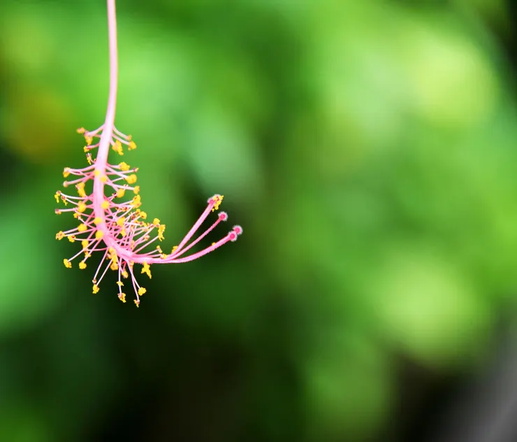 花蕊。圖 / 蔡清華