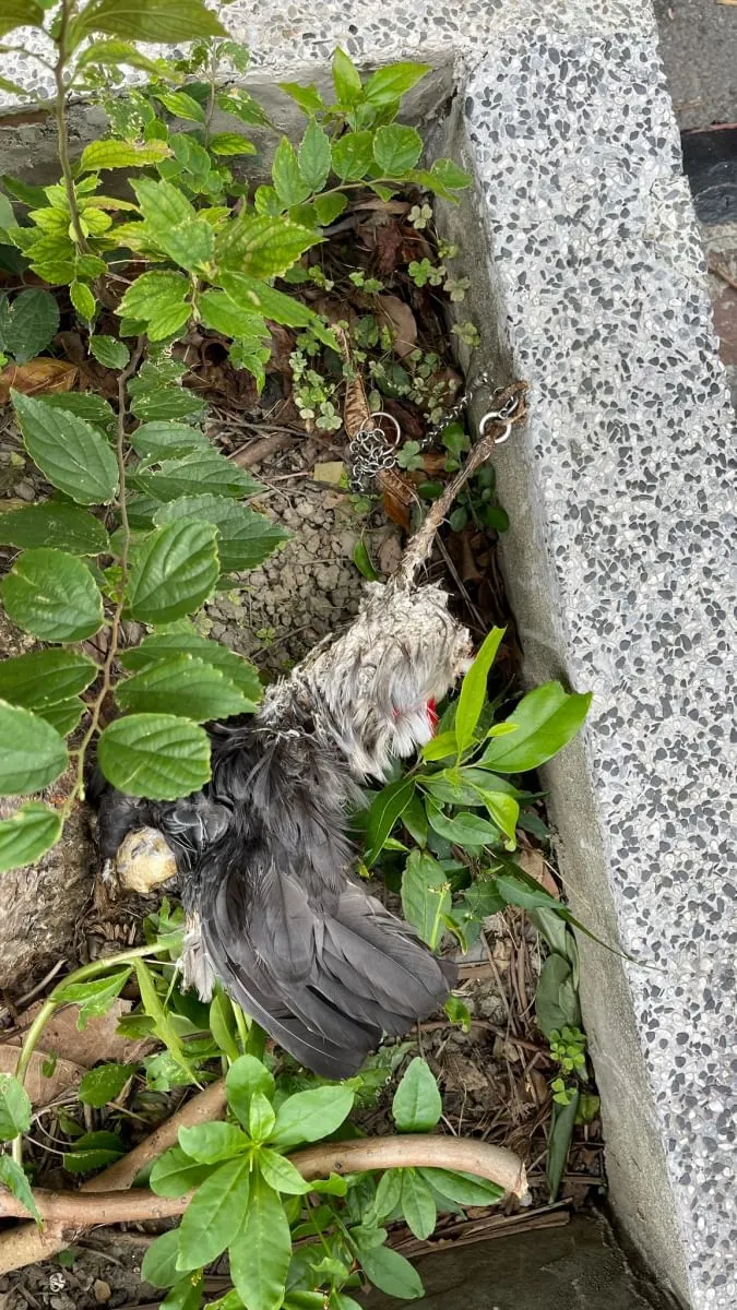 鸚鵡腳鍊卡在樹上餓死