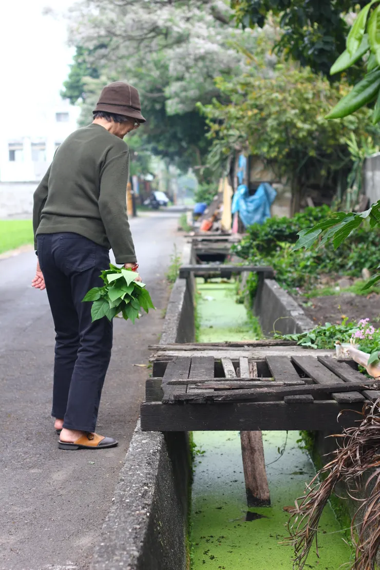 灌溉渠後來嚴重優養化