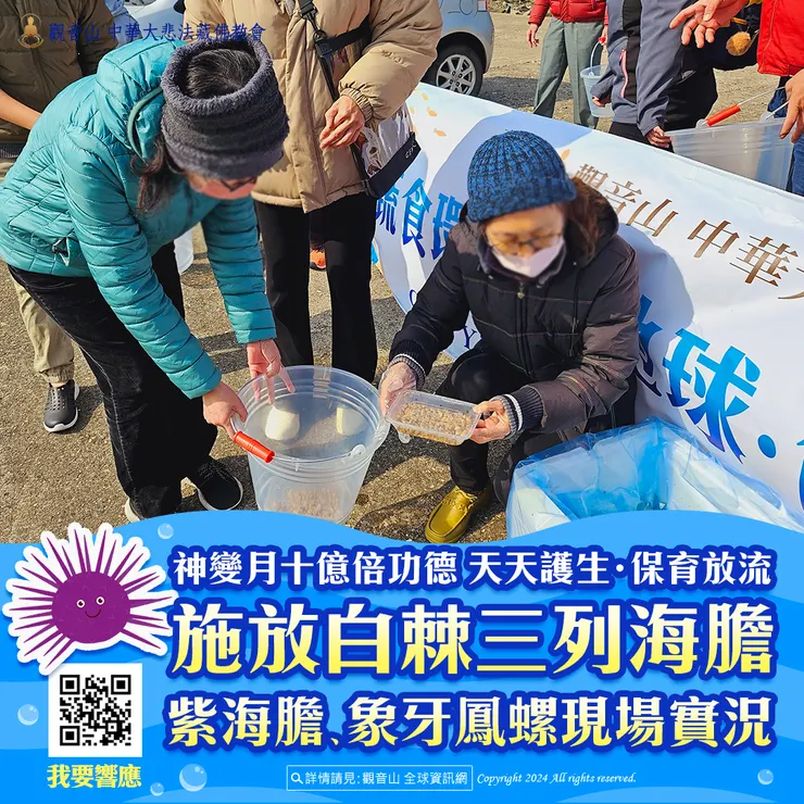觀音山 神變月十億倍功德 天天護生‧保育放流 施放白棘三列海膽、紫海膽、象牙鳳螺現場實況