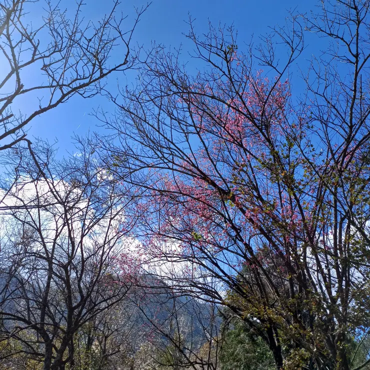 奧萬大櫻花