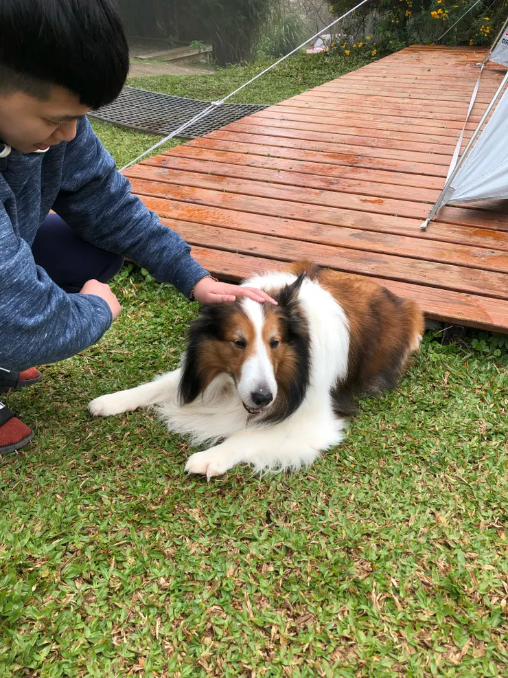 營區明星狗狗🐶醬油🥰