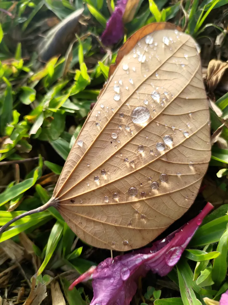 葉子上的清晨露水