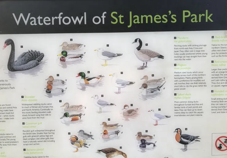 St. James's Park除了Pelican鵜鶘外，尚有數十種waterfowl（水禽）
