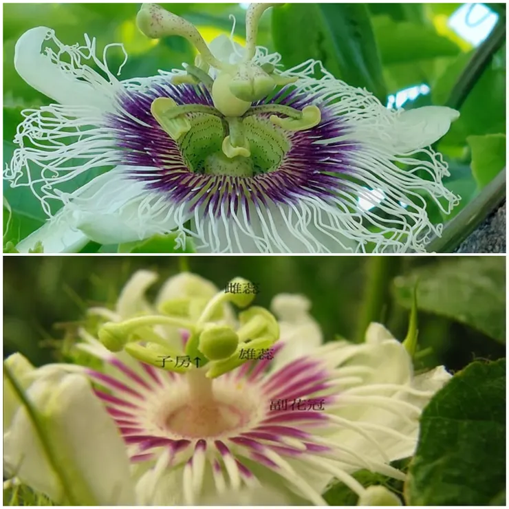 上為百香果花，下為毛西番蓮花
