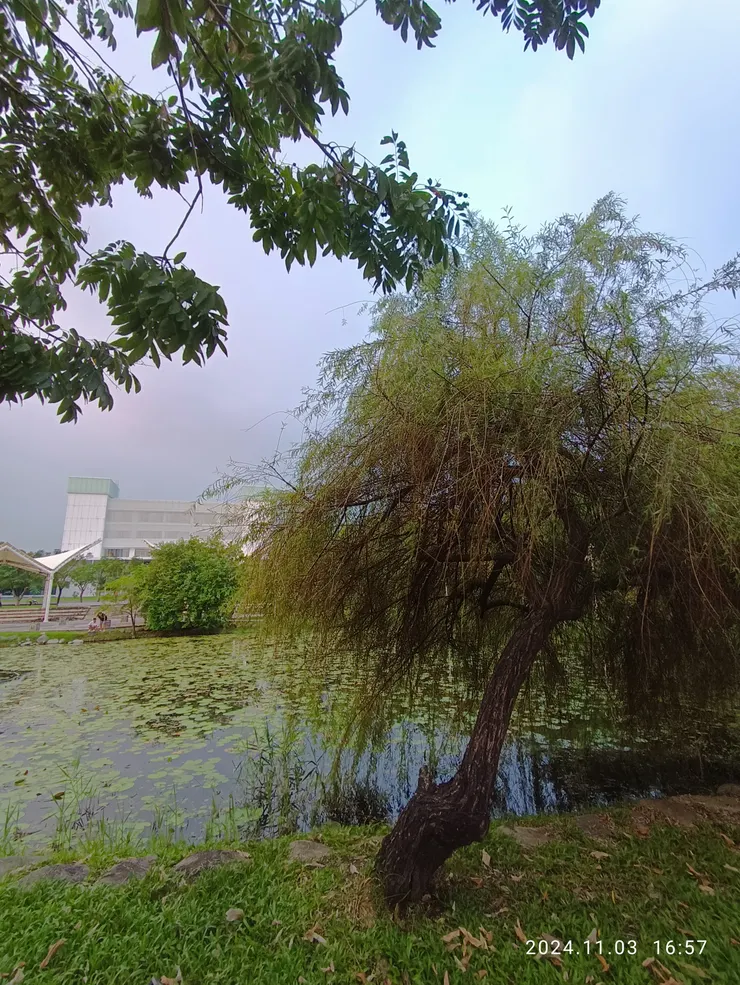 陌上柳梢淚低垂