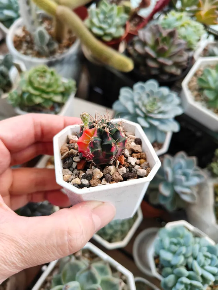 夏天是仙人掌生長的季節 - 拍攝於2025/06/22