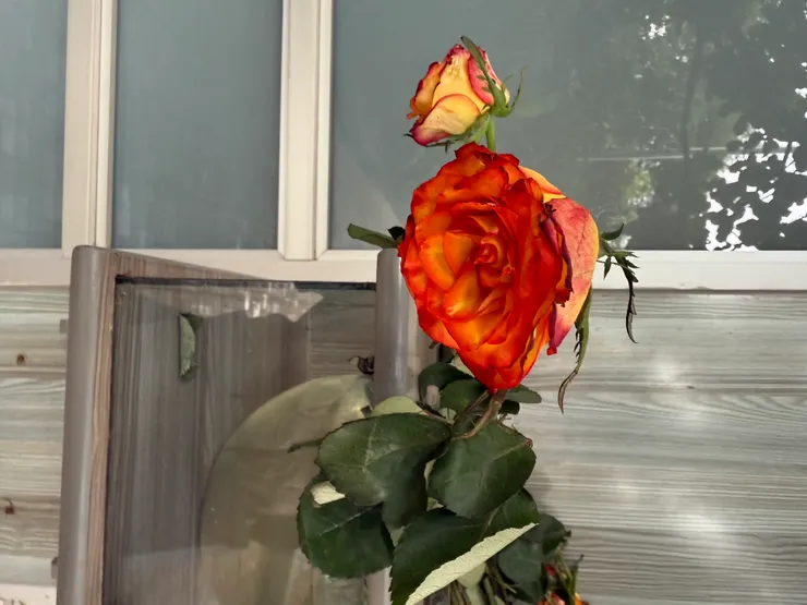 進入紀念館前的玫瑰，格外的別緻