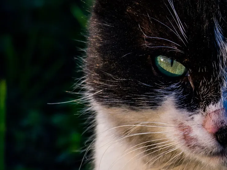 https://unsplash.com/photos/white-and-black-cat-on-green-grass-during-daytime-f4rYLkBy0gU