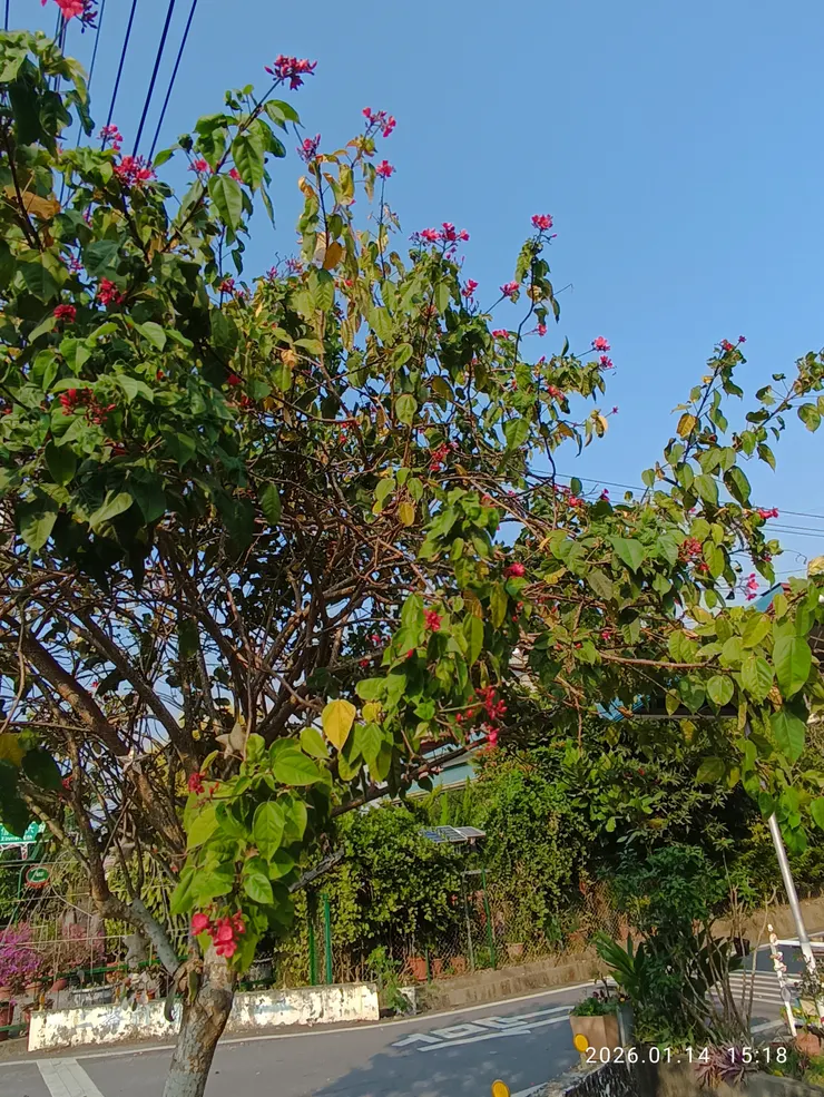 自看花落荒徑亂，日日櫻