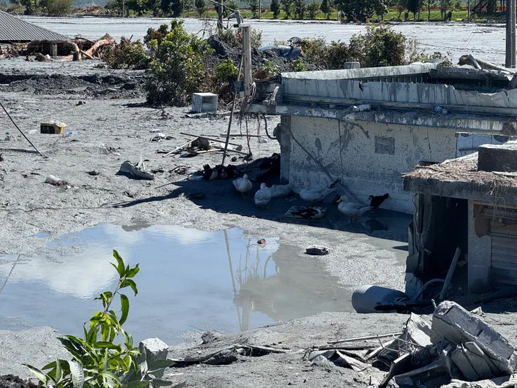 在佛祖街46巷避暑的鴨子