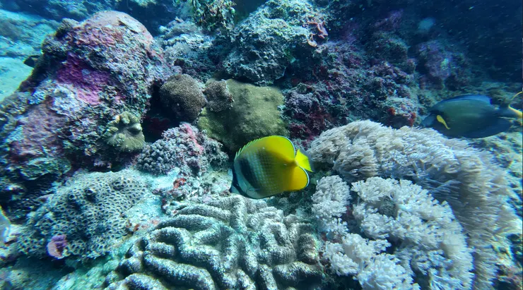雙帶蝴蝶魚、黃尾刺尾魚跟腦珊瑚