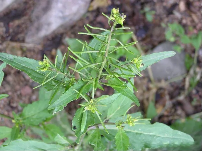 蔊菜的本尊，開黃花，植株比細葉碎米薺高大，長角果也比較粗壯