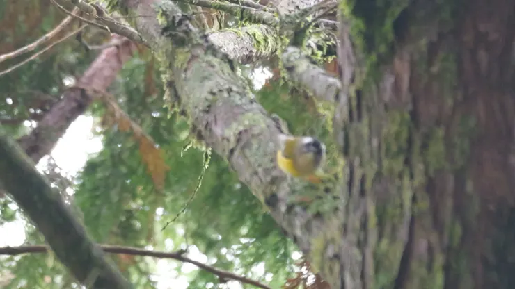 多數也是拍成這樣