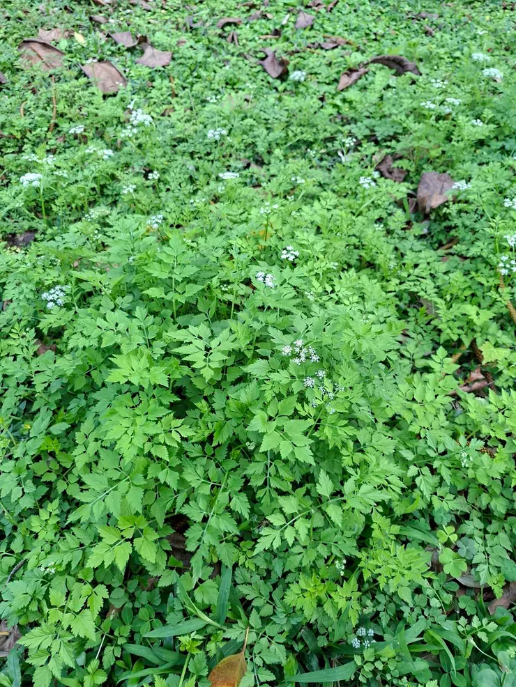 在經常下雨的宜蘭，看看這愛潮濕的水芹菜長得多茂盛呀！