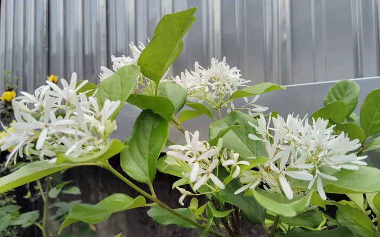 種最久的流蘇，又叫四月雪，近年總會在冬末落盡全株的殘葉後，再在枝頭迸出一團團白色煙火